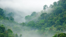The LEAF initiative aims to mobilise at least $1bn to support emissions reductions by ensuring tropical forests that act as carbon sinks are protected from deforestation